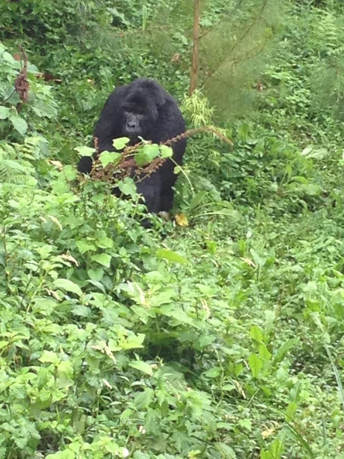 Rushaga Gorilla Lodge Bugambira Esterno foto